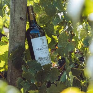 Bouteille de Chateau Paloumey 2022 sous un arbre