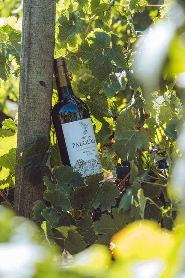 Bouteille de Chateau Paloumey 2022 sous un arbre